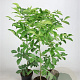Juglans regia 80-100 cm 5,0L