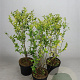 Ligustrum oval. 'Aureum' 60-80 cm 5,0L
