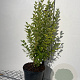 Ligustrum oval. 'Aureum' 60-80 cm 5,0L