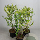 Ligustrum oval. 'Aureum' 60-80 cm 5,0L
