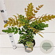 Mahonia media 'Winter Sun' 30-40 cm 2,5L