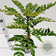 Mahonia media 'Winter Sun' 30-40 cm 2,5L