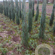 Juniperus s. 'Blue Arrow' 100-120 cm met kluit