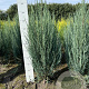 Juniperus s. 'Blue Arrow' 100-120 cm met kluit