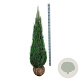 Juniperus s. 'Blue Arrow' 150-175 cm met kluit extra