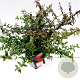 Pyracantha Red Cushion 30-40 cm 2,5L