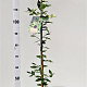 Quercus ilex 125-150 cm 3,5L