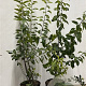 Rhamnus cathartica 80-100 cm 7,5L