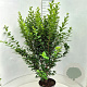 Ligustrum ovalifolium 125-150 cm 10L