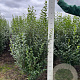 Ligustrum ovalifolium 140-160 cm met kluit