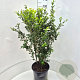 Ligustrum oval. 'Green Diamond' 80-100 cm 10L