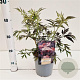 Sambucus nigra Black Lace 30-40 cm 2,5L