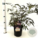 Sambucus nigra Black Lace 30-40 cm 2,5L