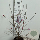 Magnolia loebneri 'Leonard Messel' 100-125 cm 15L