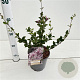 Syringa meyeri 'Palibin' 25-30 cm 2,5L
