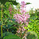 Syringa (V) 'Minuet' 50-60 cm 3,0L 3-4 tak