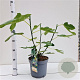Ficus car. 'Brown Turkey' 40-50 cm 5,0L