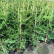 Cupressocyparis leylandii 100-125 cm 3,0L