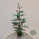 Cupressocyparis leylandii 100-125 cm 3,0L