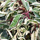 Prunus lusitanica 'Variegata' 80-100 cm 6,5L piramide