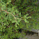 Sophora prostata 'Little Baby' 30-40 cm 2,5L