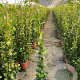 Trachelospermum jasminoides 100-125 cm 5,0L met stok