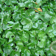 Asarum europaeum GM 2,0L