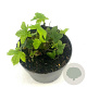 Geranium nodosum GM 2,0L