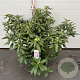 Rhododendron 'Nova Zembla' 60-80 cm 20L