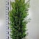 Thuja occ. 'Brabant' 175-200 cm 20L