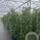 Thuja occ. 'Brabant' 175-200 cm 20L