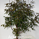 Acer griseum 80-100 cm met kluit
