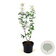 Acer griseum 80-100 cm 5,0L