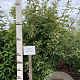Acer griseum 125-150 cm met kluit