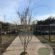 Acer palmatum 175-200 cm met kluit solitair