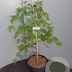 Acer pal. 'Dissectum' 50-60 cm 7,5L