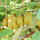 Actinidia deliciosa 70 cm 2,0L