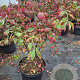 Euonymus alat. 'Compactus' 50-60 cm 5,0L