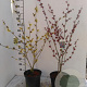 Hamamelis int. 'Ruby Glow' 60-80 cm 5,0L