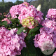 Hydrangea m. 'Endl. Sum.' - roze GM C3