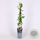 Jasminum stephanense 70 cm 2,0L