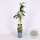 Laburnum anagyroides 70 cm 2,0L
