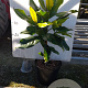 Magnolia grandiflora 40-60 cm 5,0L