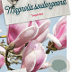 Magnolia soul. 'Superba' 60-80 cm 5,0L