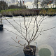 Magnolia stellata 80-100 cm 7,5L