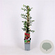 Pyracantha cocc. 'Red Column' 70 cm 2,0L