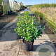 Viburnum tinus 50-60 cm 7,5L