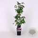 Rubus frut. 'Thornless Evergreen' 70 cm 2,0L