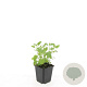Agastache 'Black Adder' GM P9