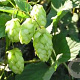 Humulus l. 'Magnum' GM 2,0L